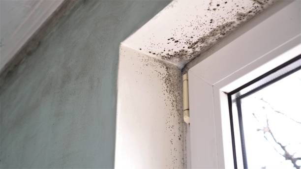 Best Mold Remediation Experts  in Urbana, MD