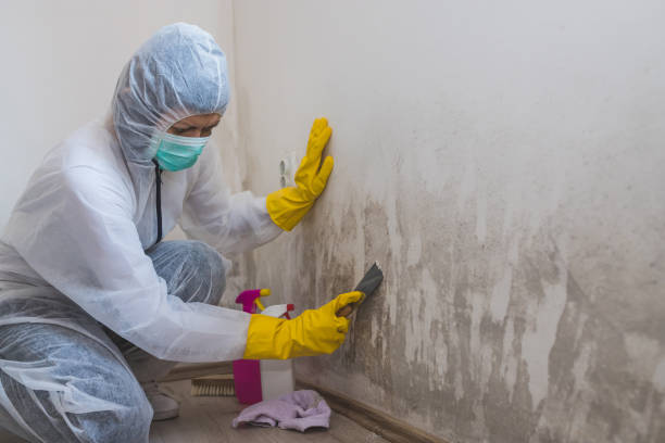 Best Black Mold Removal  in Urbana, MD