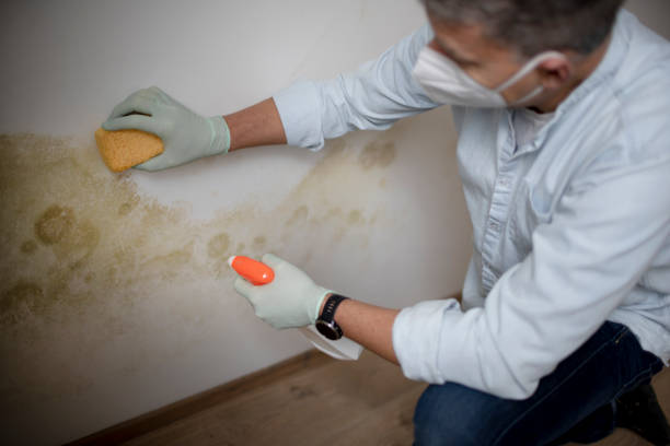 Best Toxic Mold Removal  in Urbana, MD