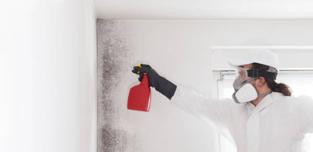 Best Mold Damage Repair  in Urbana, MD