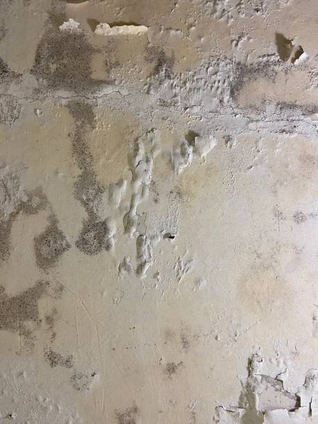 Professional Mold Removal in Urbana, MD